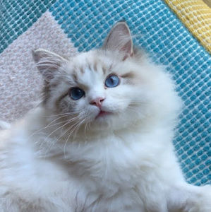 Meet your Posher, Nina